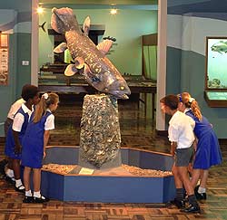 Coelacanth on Display in a South African Museum